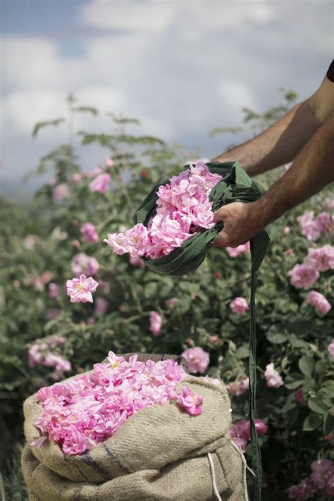 chanel fleur de grasse|visite guidée des champs de fleurs Chanel à Grasse .